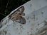 Epilecta linogrisea  - Thomas Lux