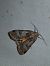 Epilecta linogrisea  - Thomas Lux