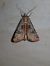 Epilecta linogrisea  - Thomas Lux