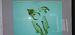 Cnephasia sp.  - Melchior Viallet