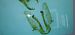 Cnephasia sp.  - Melchior Viallet