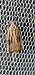 Agonopterix umbellana  - Melchior Viallet