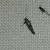 Euspilapteryx auroguttella 