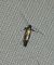 Euspilapteryx auroguttella 