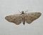 Eupithecia icterata  - Thomas Lux