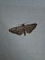Eupithecia icterata  - Thomas Lux