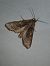 Apamea syriaca  - Thomas Lux