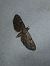 Eupithecia pusillata  - Thomas Lux