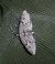 Eupithecia pusillata  - Thomas Lux
