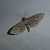 Eupithecia pusillata  - Thomas Lux