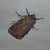 Luperina testacea  - Thomas Lux