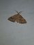 Scotopteryx chenopodiata  - Thomas Lux