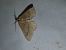 Scotopteryx chenopodiata  - Thomas Lux