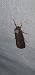 Stilbia anomala  - Melchior Viallet