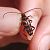Leptura aurulenta  - Thomas Lux