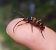 Leptura aurulenta  - Thomas Lux