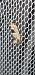 Epinotia ramella  - Melchior Viallet