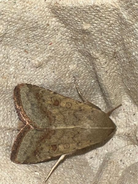 Helicoverpa armigera  - Melchior Viallet