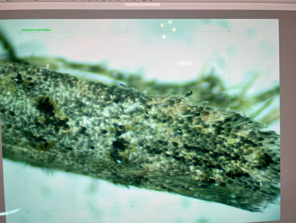 Teleiopsis diffinis  - Melchior Viallet
