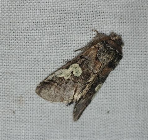 Diloba caeruleocephala 