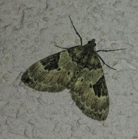 Thera vetustata 
