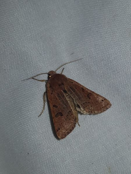 Agrochola lunosa  - Thomas Lux