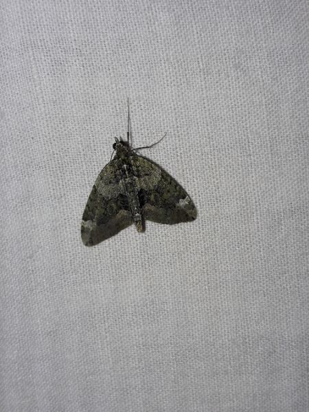 Chloroclysta siterata  - Sylvain Lethuillier