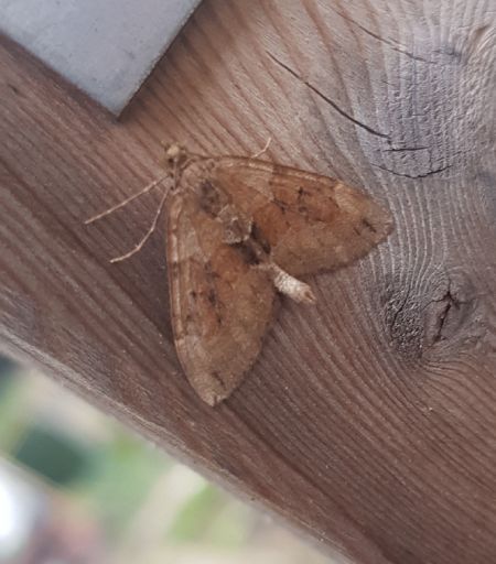 Thera variata  - Thomas Lux