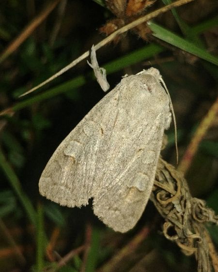 Ammoconia caecimacula 