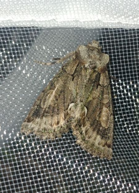 Allophyes oxyacanthae 