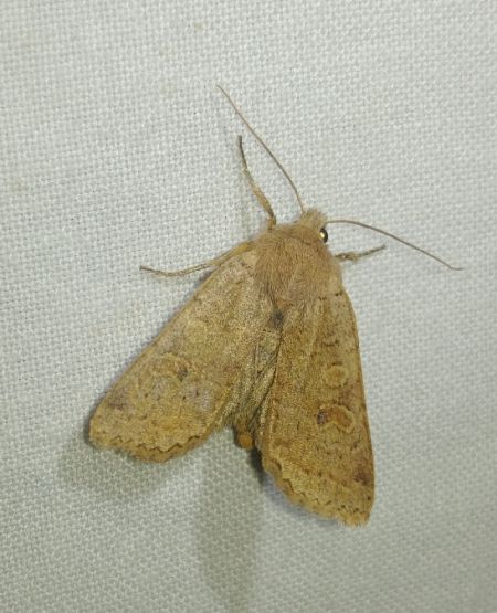 Agrochola laevis 