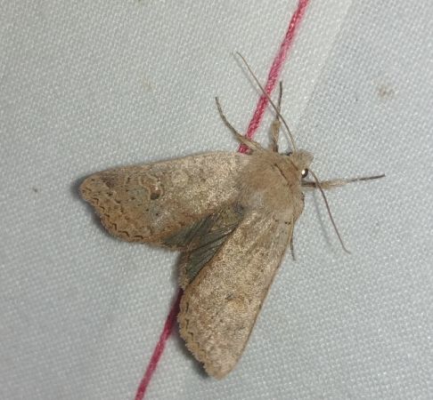 Agrochola laevis 