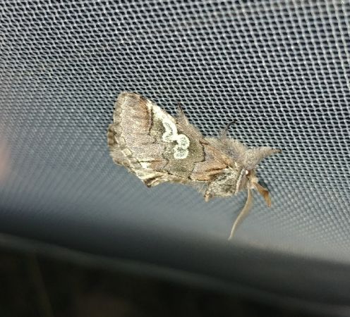 Diloba caeruleocephala 