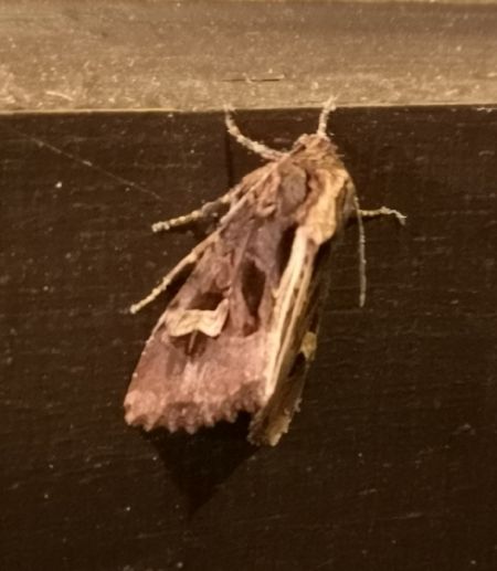 Trigonophora flammea  - Françoise Rauzieres (TGB-SSNTG)