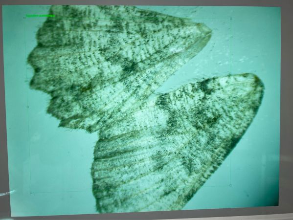 Charissa sp.  - Melchior Viallet