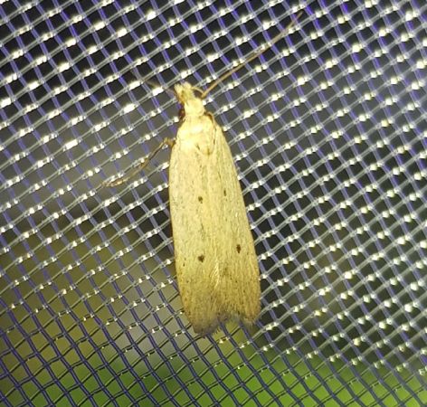 Nothris verbascella  - Thomas Lux