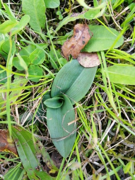 Ophrys fuciflora  - Alain Falvard