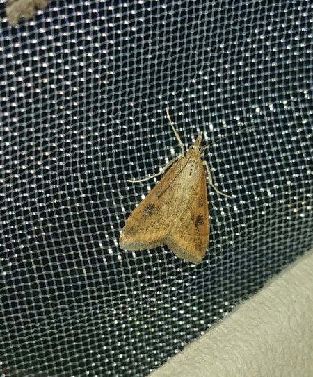Udea ferrugalis 