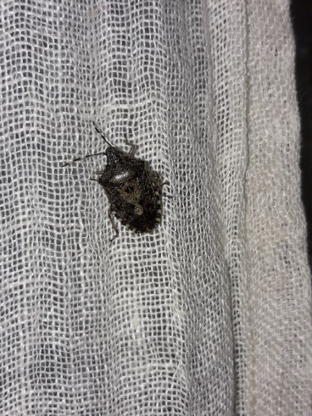 Rhaphigaster nebulosa  - Sylvain Lethuillier