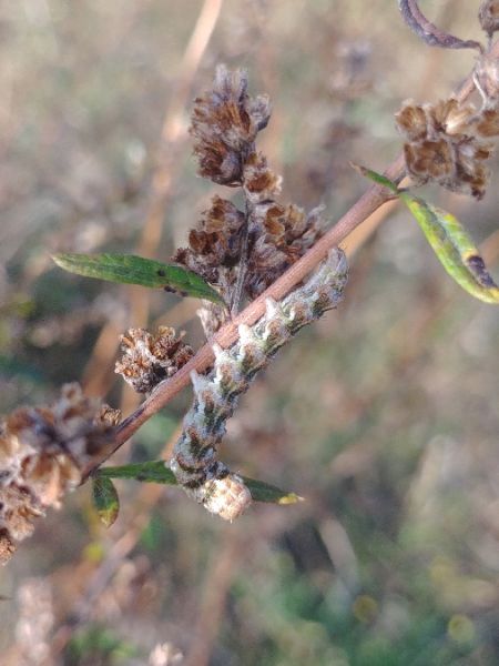 Cucullia absinthii 