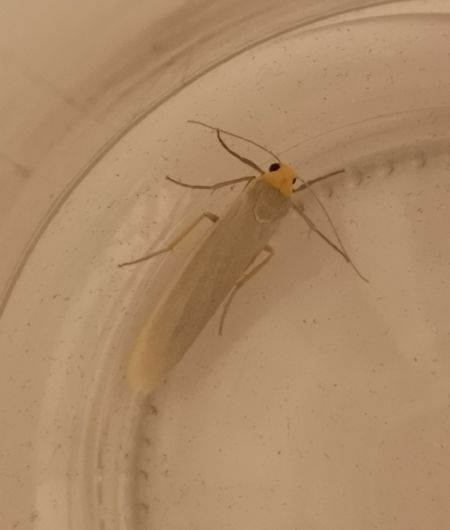 Eilema sp.  - Françoise Rauzieres (TGB-SSNTG)