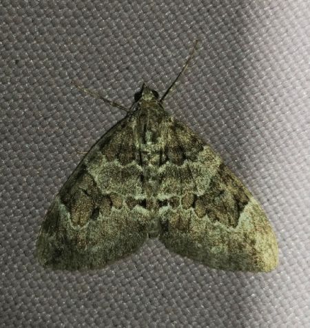 Thera variata 
