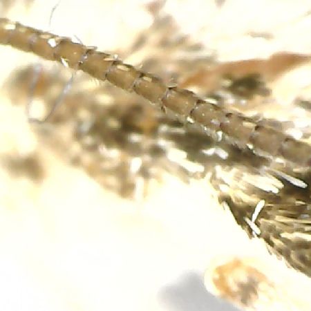 Thera variata 