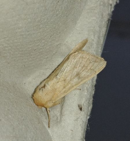 Mythimna vitellina 