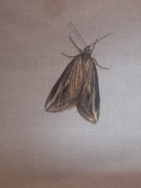 Chesias legatella  - Thomas Lux