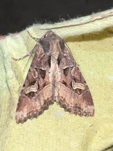 Trigonophora jodea  - Melchior Viallet