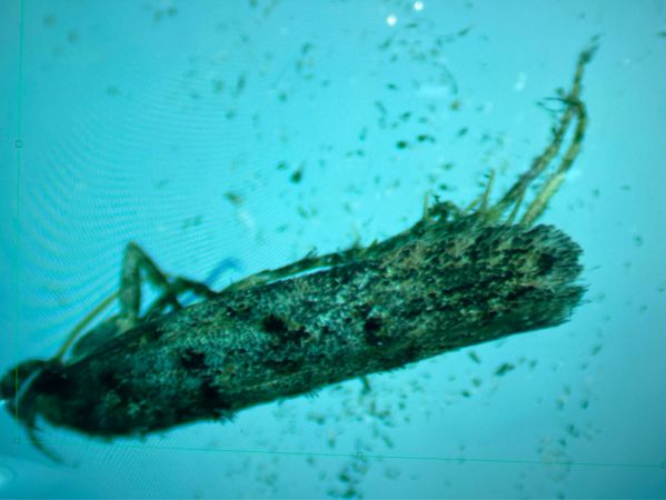 Teleiopsis diffinis  - Melchior Viallet