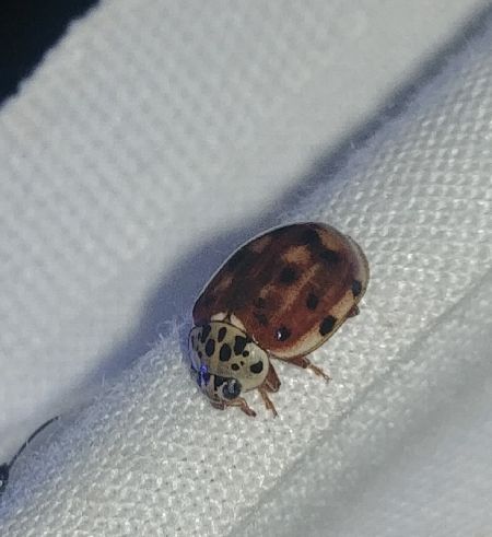 Coccinelle à quatre points 