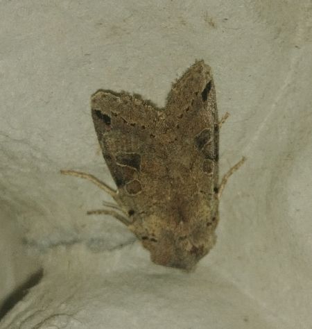Agrochola litura 