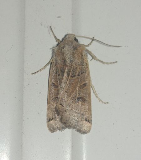 Agrochola lunosa 